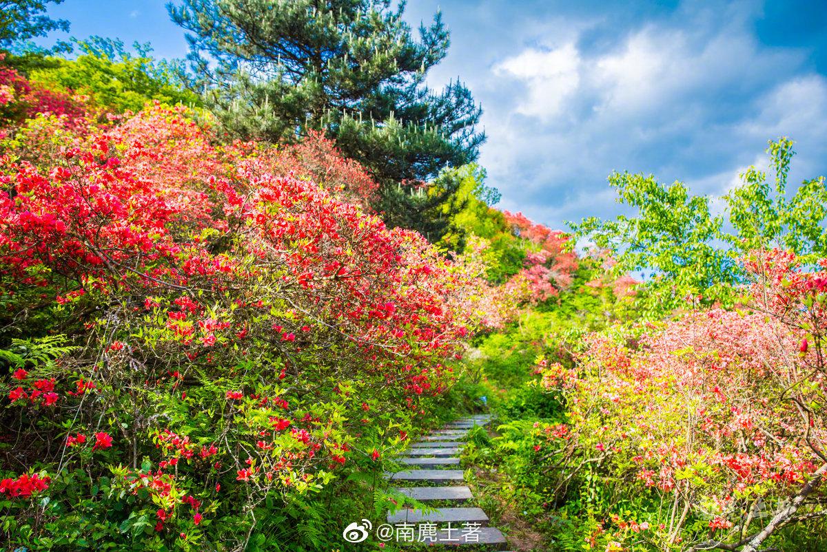 高姥山杜鹃花节2021,2021西泰山杜鹃花节 浙江磐安·高姥山 今年高姥(mǔ)山的杜鹃花开得比往年早