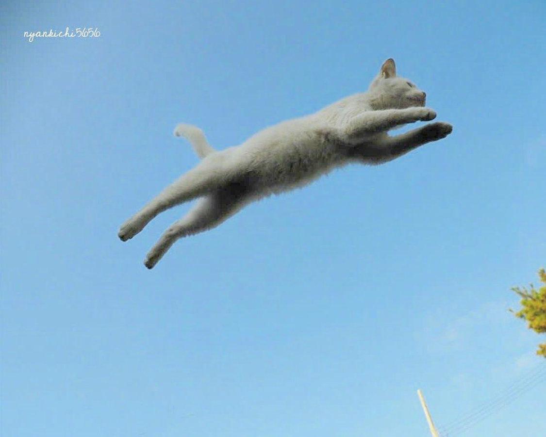 Flying cat wallpaper - Animal wallpapers - #35450
