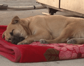 涨知识:狗狗也会做梦哦!如果狗狗做噩梦了,我们要叫醒