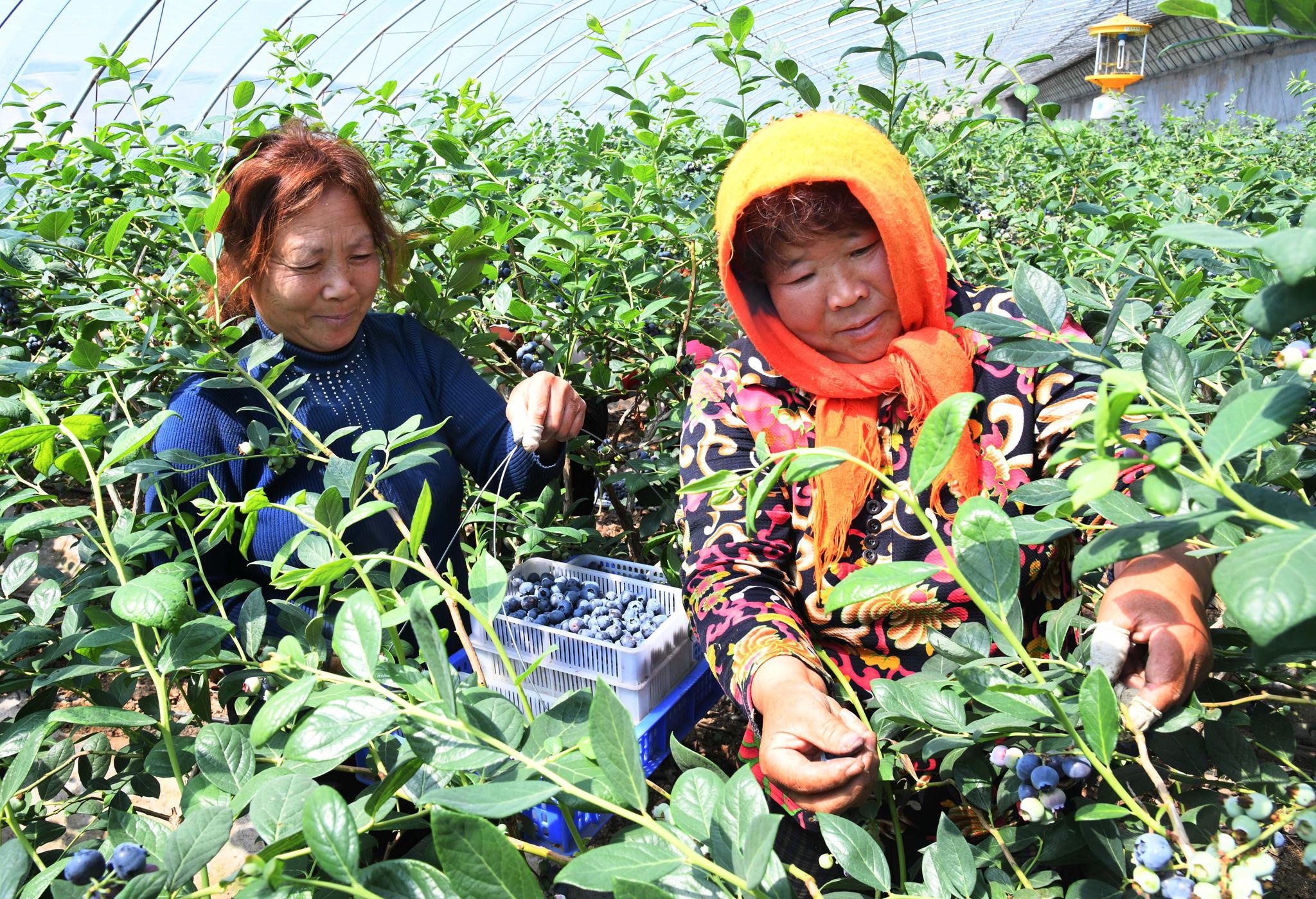 青岛10万亩蓝莓进入采摘期