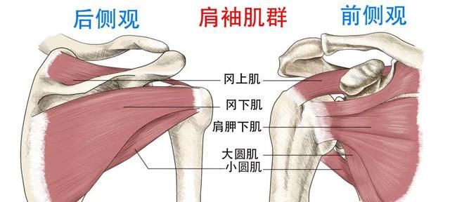 健身如何快速缓解肩峰撞击疼痛,1个方法帮你轻松缓解冈上肌问题