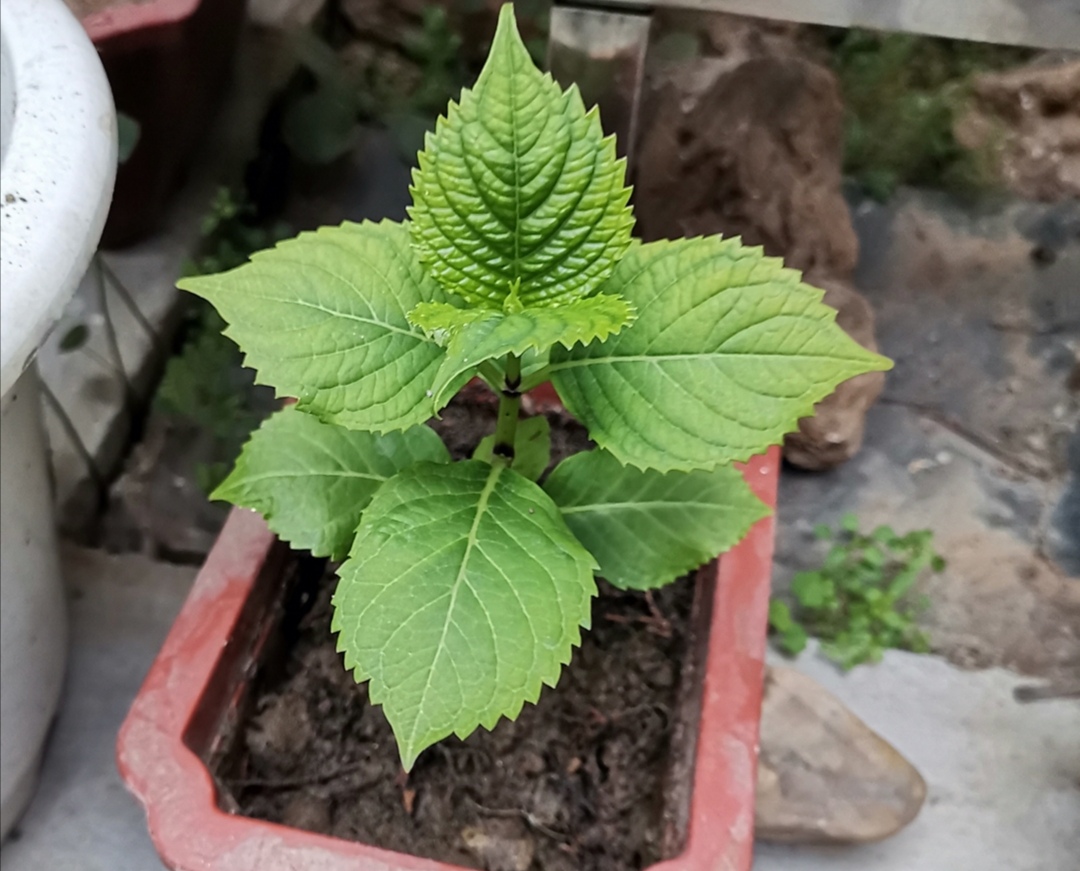 春天养绣球4月提前做好3件事花期开花满枝头