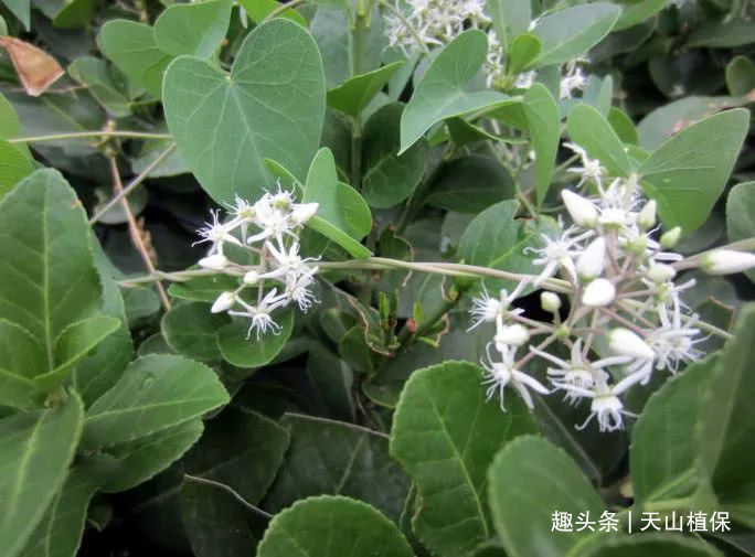 农村一种野生植物碰到便会流出乳汁价值高还是一味好药