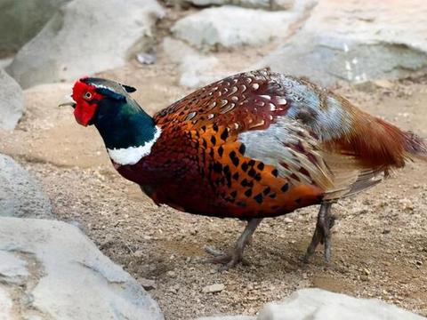 好消息传来:郑州哪里野鸡最多?深入探寻背后的生态与保护挑战