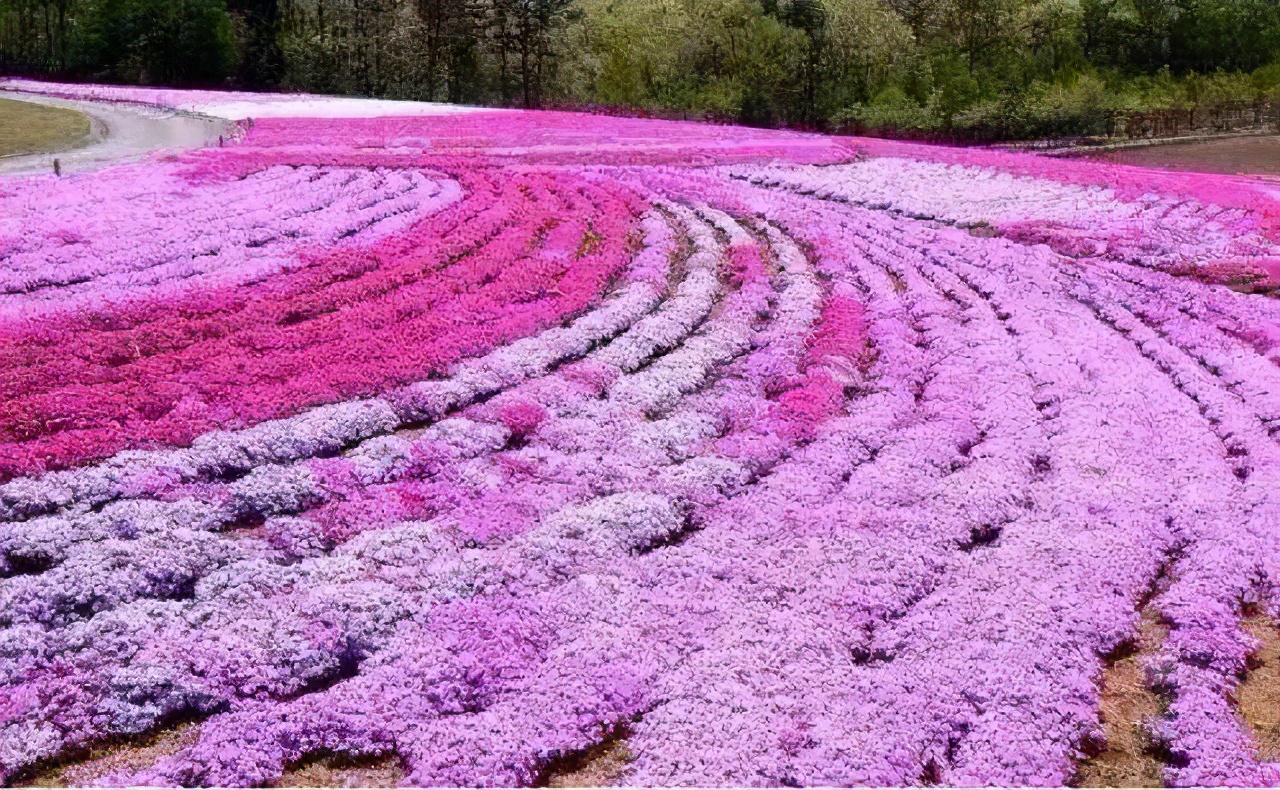 藏在西安的小乡村如今遍地芝樱花海慕名而来的人众多