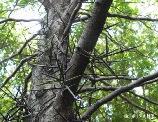 农村带刺的怪树是天然的洗发水全身是宝如今城里35元一斤