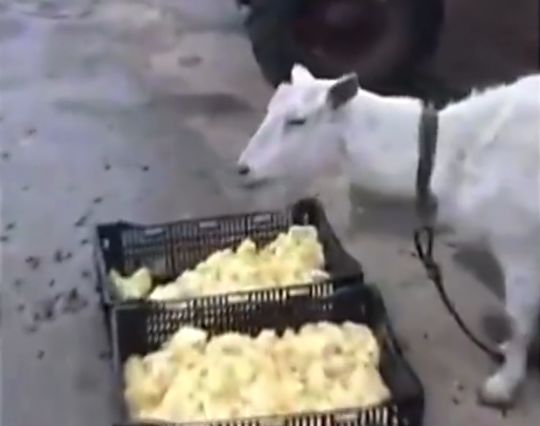 С�����������б䴫��������ҳ�棬���Լ�ɽ������쿴��������˲�������