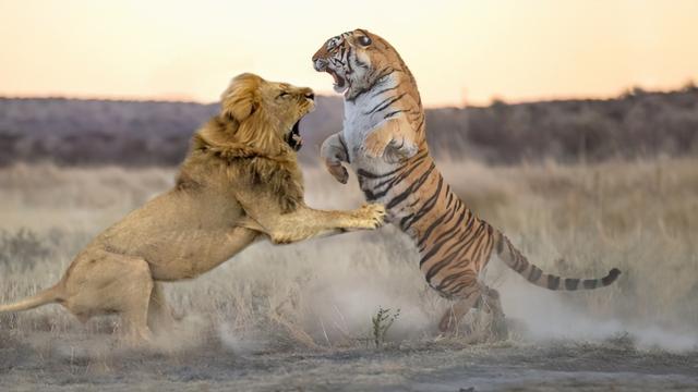 自然界最具魅力的动物之一,你所不知道的12个关于老虎