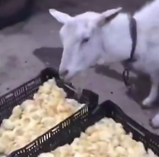 С�����������б䴫��������ҳ�棬�Լ�ɽ������쿴��������˲�������