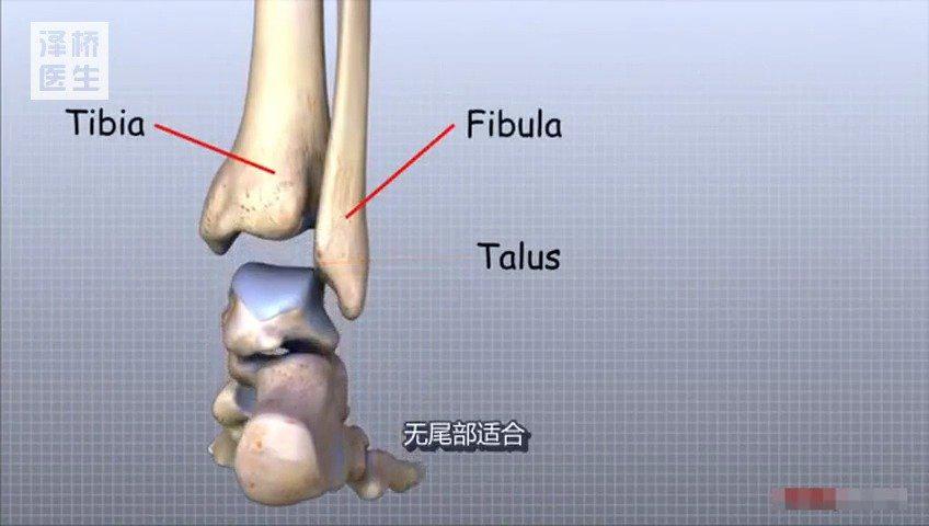 踝关节由胫,腓骨下端的关节面与距骨滑车构成