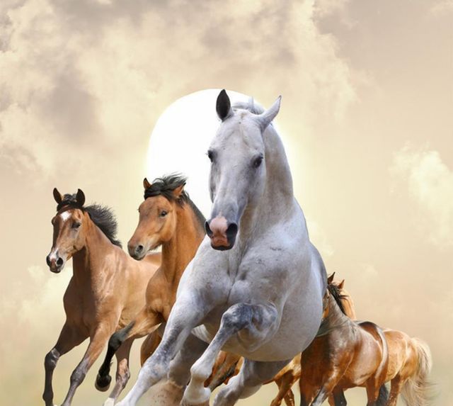 古代的马能跑多快?真有"日行千里,夜行八百"的汗血宝马存在吗