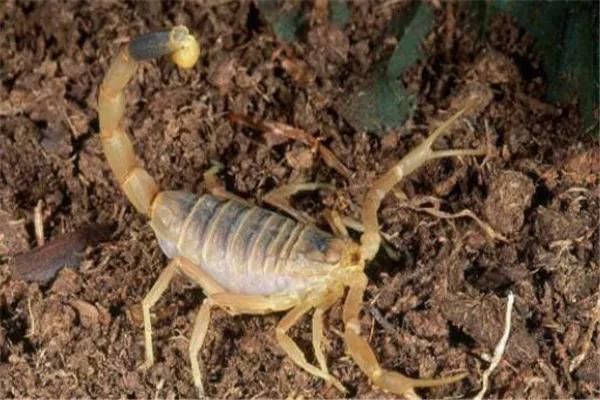 一家三口梦中被毒虫叮咬，隔日全部身亡，究竟什么毒虫...