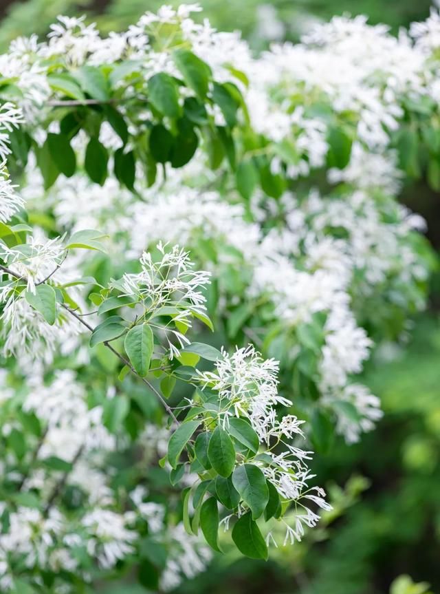 家居看点>正文> 流苏的花瓣纤细,却将美绽放到极致,一片片簇拥开来