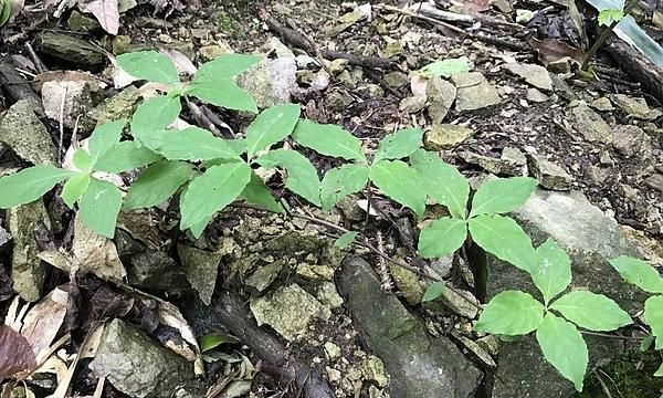 它叫山胡萝卜挖一颗少一颗若有幸在山上遇见请好好珍惜