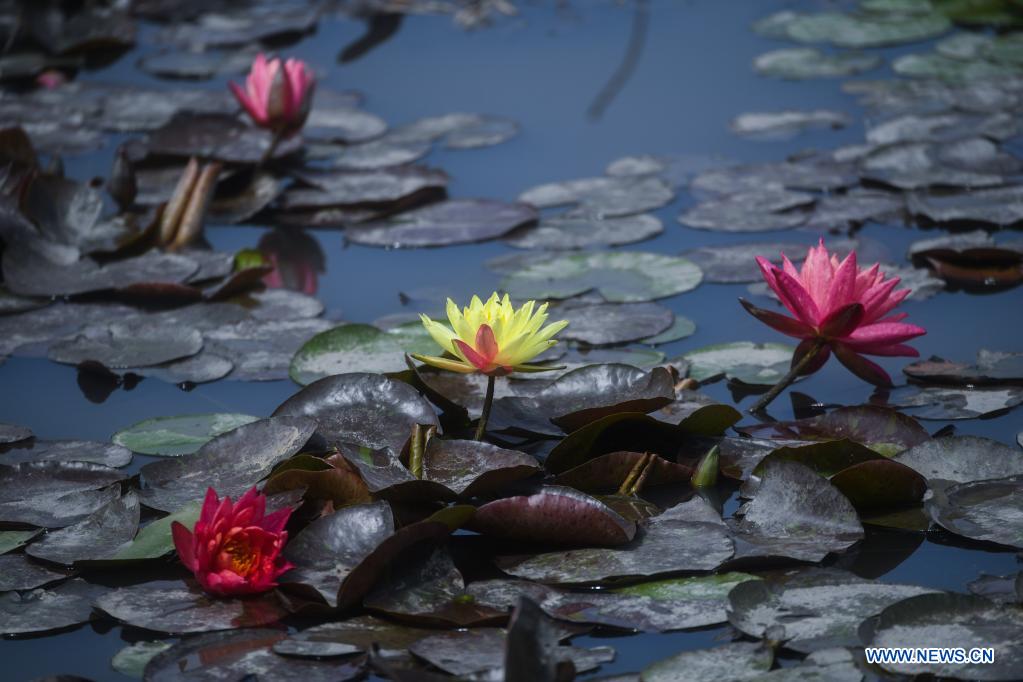 Photo taken on May 7, 2021 shows the scenery in Donglin Town of Wuxing District, Huzhou City, east China's Zhejiang Province. (Xinhua/Xu Yu)