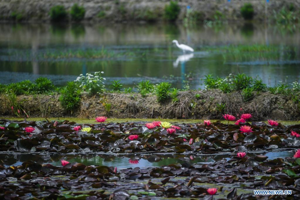 Photo taken on May 7, 2021 shows the scenery in Donglin Town of Wuxing District, Huzhou City, east China's Zhejiang Province. (Xinhua/Xu Yu)