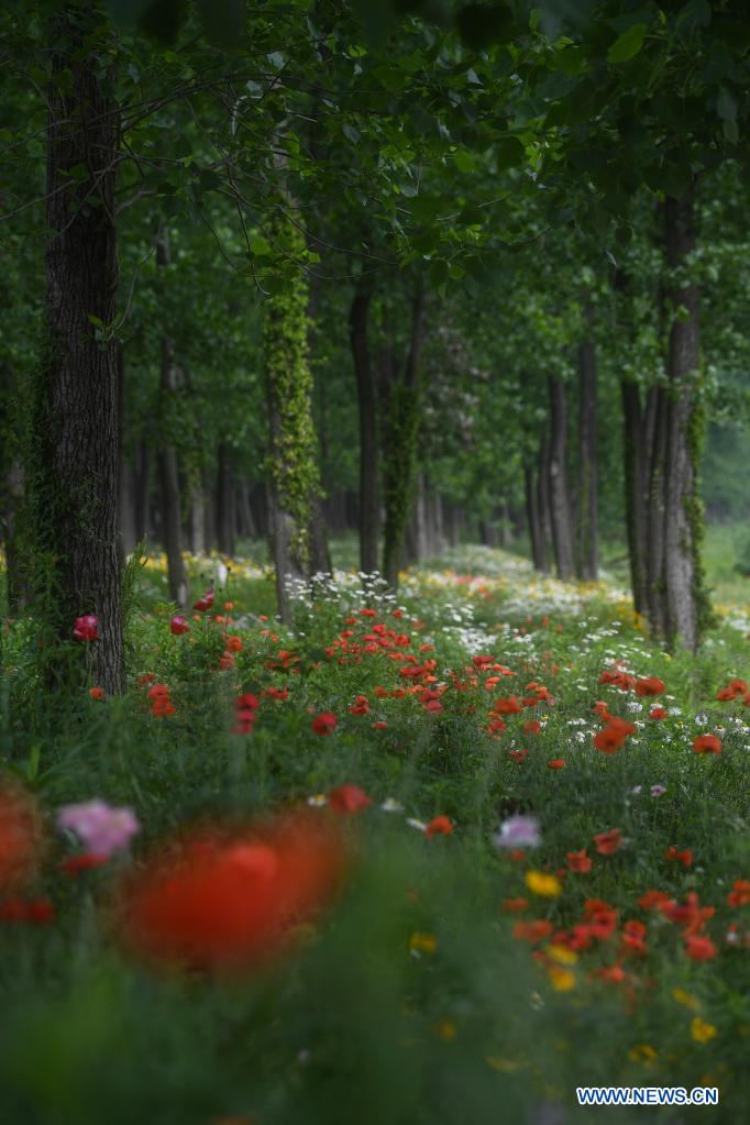 Photo taken on May 7, 2021 shows the scenery in Donglin Town of Wuxing District, Huzhou City, east China's Zhejiang Province. (Xinhua/Xu Yu)