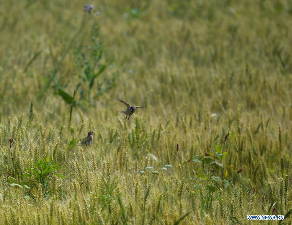 Photo taken on May 7, 2021 shows the scenery in Donglin Town of Wuxing District, Huzhou City, east China's Zhejiang Province. (Xinhua/Xu Yu)