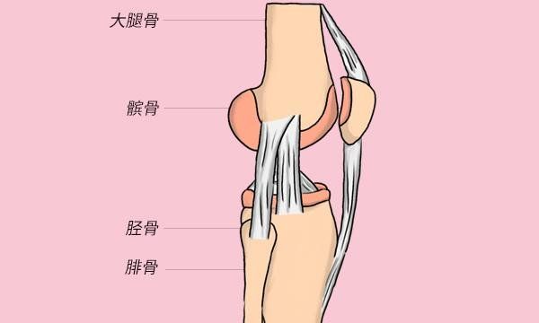 人的膝盖并不是只有一块骨头那么简单,它包括股骨,胫骨,髌骨等.