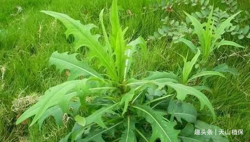 山莴苣是一种菊科多年生草本植物,也被叫做北山莴苣,山苦菜等.