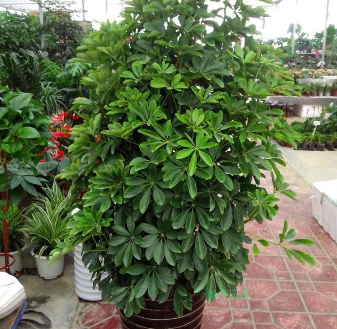 鸭脚木鸭掌木盆栽室内大型植物七叶莲八方来财绿植吸甲醛净化空气-阿里巴巴