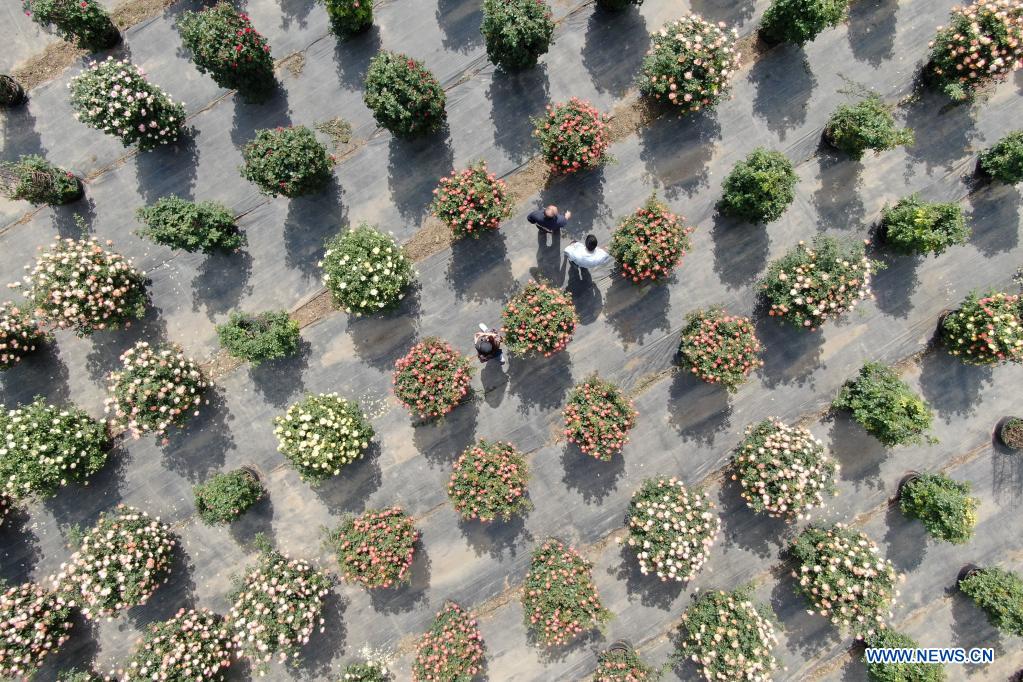 Aerial photo taken on May 9, 2021 shows tourists visiting a Chinese rose field in Hehui Village of Xingtai, north China's Hebei Province. (Xinhua/Luo Xuefeng)