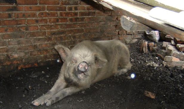 猪不吃不喝难存活五天以上为何猪坚强能在废墟下存活36天