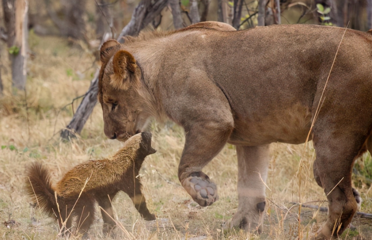 平头哥在非洲横行霸道狮子鬣狗都不放在眼里是谁给它的勇气