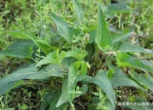 中随处可见的野草,但是却没有多少人能够知道它有着许多的功效和作用