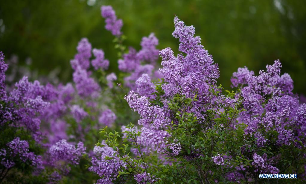 Photo taken on May 6, 2021 shows lilacs in bloom at a seedling breeding base of Xining forestry science research center in northwest China's Qinghai Province. Nowadays, lilacs with lush branches and long flowering period are in full bloom in the city of Xining. It's inseparable from the efforts of Zhang Jinmei, director of the Xining forestry science research center, and her team. In 1998, Zhang Jinmei began to cultivate all kinds of lilac saplings. In 2013, she was assigned to Xining forestry science research center. Over the years, Xining has built the only one national lilac germplasm resources bank, with the help of a group of experts including Zhang Jinmei, by conducting lilac resources investigation, collection, selection and breeding. Lilac varieties has increased from 18 to 103 species, with 69 species breedable. (Xinhua/Wu Gang)