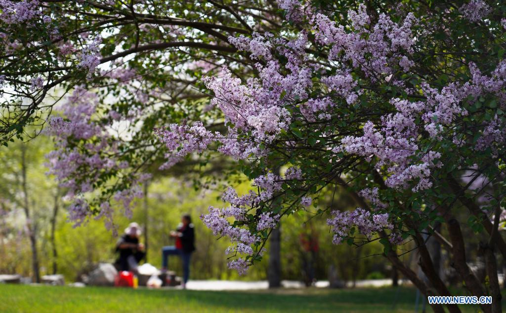 Photo taken on May 5, 2021 shows lilacs in bloom at Nanshan Park in Xining, northwest China's Qinghai Province. Nowadays, lilacs with lush branches and long flowering period are in full bloom in the city of Xining. It's inseparable from the efforts of Zhang Jinmei, director of the Xining forestry science research center, and her team. In 1998, Zhang Jinmei began to cultivate all kinds of lilac saplings. In 2013, she was assigned to Xining forestry science research center. Over the years, Xining has built the only one national lilac germplasm resources bank, with the help of a group of experts including Zhang Jinmei, by conducting lilac resources investigation, collection, selection and breeding. Lilac varieties has increased from 18 to 103 species, with 69 species breedable. (Xinhua/Wu Gang)