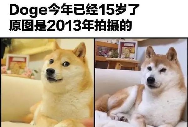 谢谢你,狗子