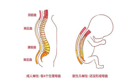 宝宝的脊椎发育很重要,脊椎变形不但影响宝宝美观,还会衍生出各种