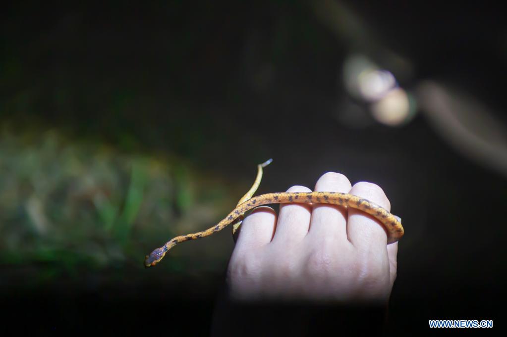 Researcher Wu Yanqing from Nanjing Institute of Environmental Sciences examines a snake in Longquan City of east China's Zhejiang Province, May 11, 2021. Located in the mountainous area in southwestern Zhejiang Province, Longquan City enjoys a favorable ecological environment and is known for its abundant biodiversity resources in east China. At present, the Nanjing Institute of Environmental Sciences under the Ministry of Ecology and Environment is organizing experts to continuously investigate the biodiversity in Longquan City. It will set up an electronic catalogue of specimens and a database for the species here, so as to lay a foundation for comprehensively improving biodiversity protection. (Xinhua/Jiang Han)