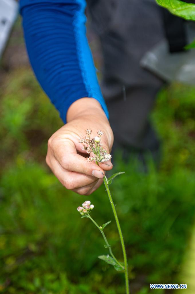 Professor Sun Junwei from China Jiliang University collects plant specimens in Longquan City of east China's Zhejiang Province, May 11, 2021. Located in the mountainous area in southwestern Zhejiang Province, Longquan City enjoys a favorable ecological environment and is known for its abundant biodiversity resources in east China. At present, the Nanjing Institute of Environmental Sciences under the Ministry of Ecology and Environment is organizing experts to continuously investigate the biodiversity in Longquan City. It will set up an electronic catalogue of specimens and a database for the species here, so as to lay a foundation for comprehensively improving biodiversity protection. (Xinhua/Jiang Han)