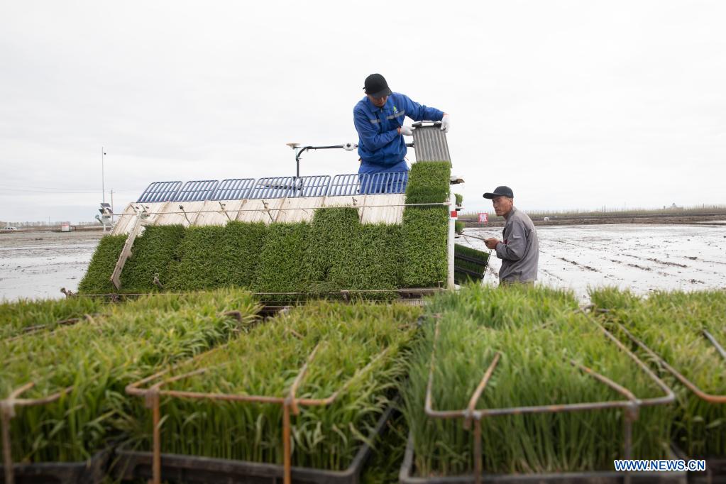 A staff member fills an unmanned transplanter with rice seedlings in a smart agriculture demonstration zone administered by Hongwei Farm Co., Ltd. of Beidahuang Group in northeast China's Heilongjiang Province, May 11, 2021. Equipped with a self-driving system based on the Beidou Navigation Satellite System (BDS), the smart transplanter can independently finish rice transplanting, avoid obstacles and turn around when needed. (Xinhua/Zhang Tao)