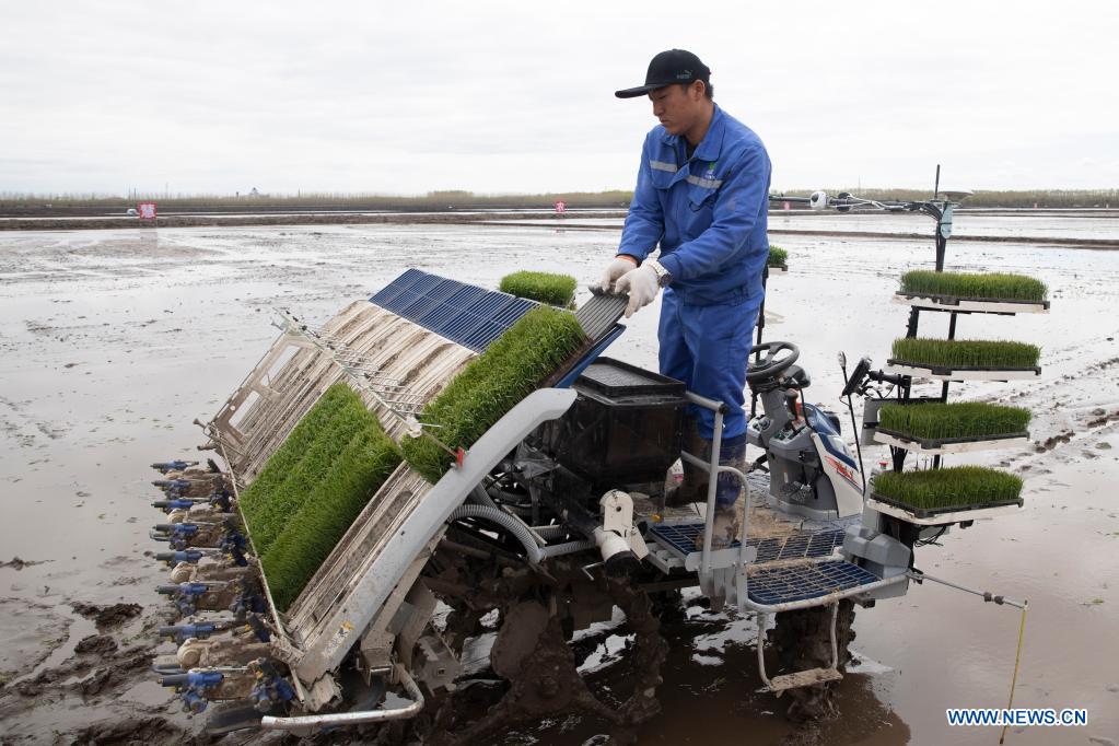 A staff member fills an unmanned transplanter with rice seedlings in a smart agriculture demonstration zone administered by Hongwei Farm Co., Ltd. of Beidahuang Group in northeast China's Heilongjiang Province, May 11, 2021. Equipped with a self-driving system based on the Beidou Navigation Satellite System (BDS), the smart transplanter can independently finish rice transplanting, avoid obstacles and turn around when needed. (Xinhua/Zhang Tao)