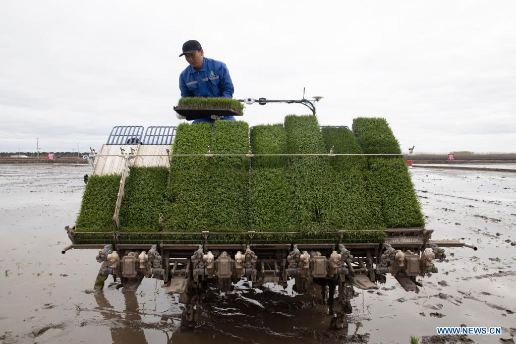 A staff member fills an unmanned transplanter with rice seedlings in a smart agriculture demonstration zone administered by Hongwei Farm Co., Ltd. of Beidahuang Group in northeast China's Heilongjiang Province, May 11, 2021. Equipped with a self-driving system based on the Beidou Navigation Satellite System (BDS), the smart transplanter can independently finish rice transplanting, avoid obstacles and turn around when needed. (Xinhua/Zhang Tao)