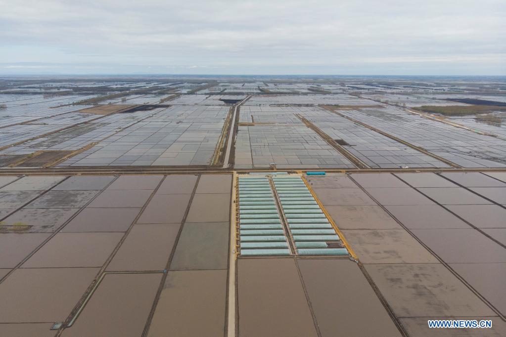 Aerial photo taken on May 11, 2021 shows a rice paddy in a smart agriculture demonstration zone administered by Hongwei Farm Co., Ltd. of Beidahuang Group in northeast China's Heilongjiang Province. Equipped with a self-driving system based on the Beidou Navigation Satellite System (BDS), the smart transplanter can independently finish rice transplanting, avoid obstacles and turn around when needed. (Xinhua/Zhang Tao)