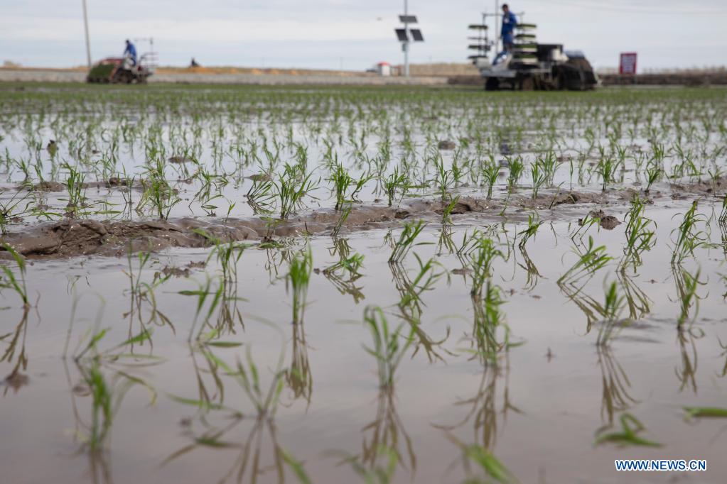 Photo taken on May 11, 2021 shows a rice paddy in a smart agriculture demonstration zone administered by Hongwei Farm Co., Ltd. of Beidahuang Group in northeast China's Heilongjiang Province. Equipped with a self-driving system based on the Beidou Navigation Satellite System (BDS), the smart transplanter can independently finish rice transplanting, avoid obstacles and turn around when needed. (Xinhua/Zhang Tao)