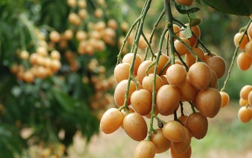 广西原产地15种特色水果这6种正当季遇上别错过