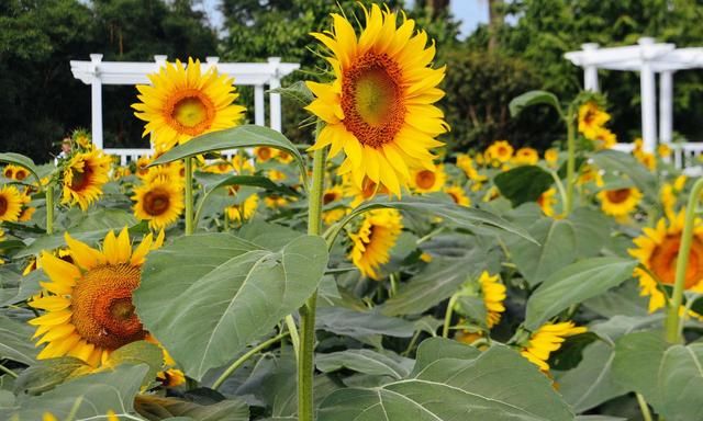 百万葵园向日葵给你一个欣欣向荣的夏日