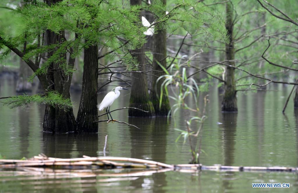 Birds rest at the Chishan Lake National Wetland Park in Lai'an County, east China's Anhui Province, May 12, 2021. After years of ecological restoration, the Chishan Lake National Wetland Park has become a paradise of birds and fowls. (Xinhua/Liu Junxi)