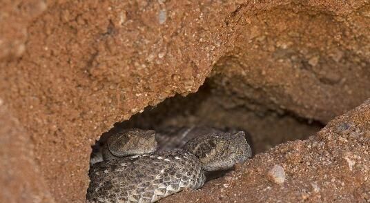很多动物需要冬眠蛇为什么要冬眠会让其他敌人吃掉吗