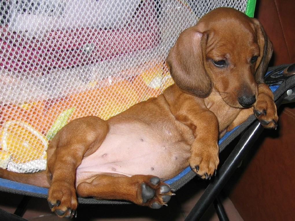 笼中之犬遭电击,年轻人的真实写照,要如何避免习得性无助?