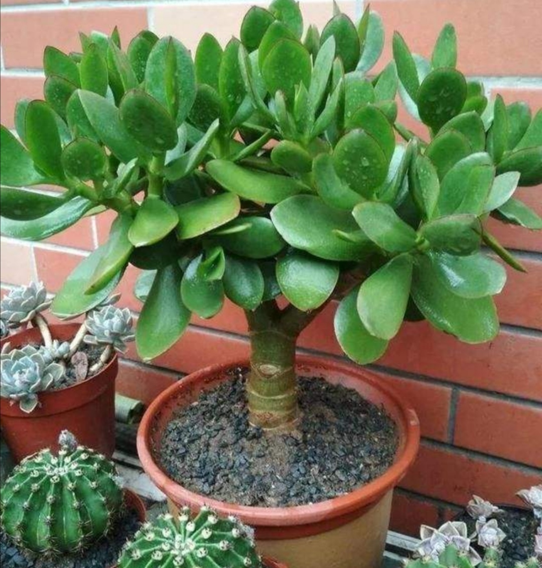 春天是玉树生长的重要阶段,植株生长速度非常快,这个时候的养分也要