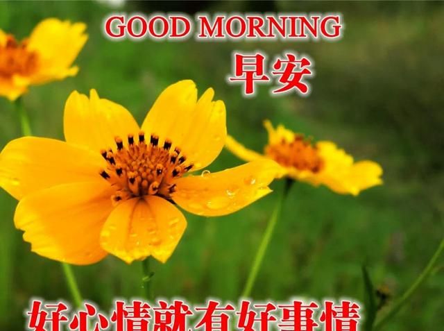2021最红短句早上好,温馨早上好图片大全 早上好经典问候短句2021全新的早安问候语句