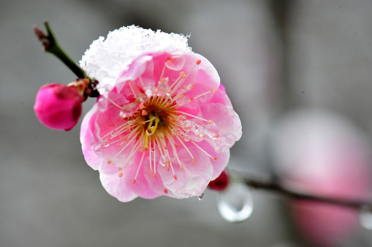 红炉煮茶,流年轻沸:九首最美梅花诗词,装点冬天的浪漫