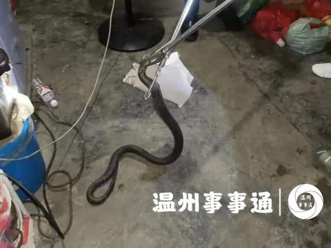 头皮发麻！温州一居民家中惊现毒蛇！