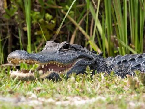 美国佛罗里达一名钓鱼者遭遇巨鳄袭击,绝处逢生犹如恐怖电影